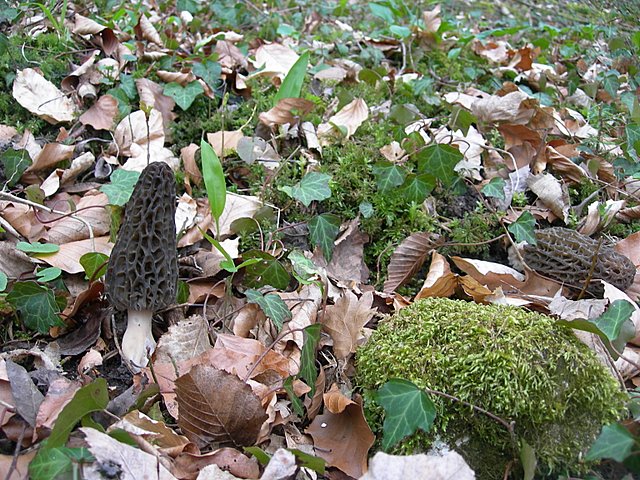 Il Tempo delle Morchelle